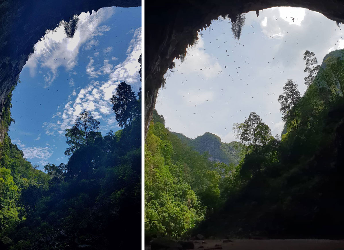 Swallow flock is flying above the back entrance of Hang En Cave.
