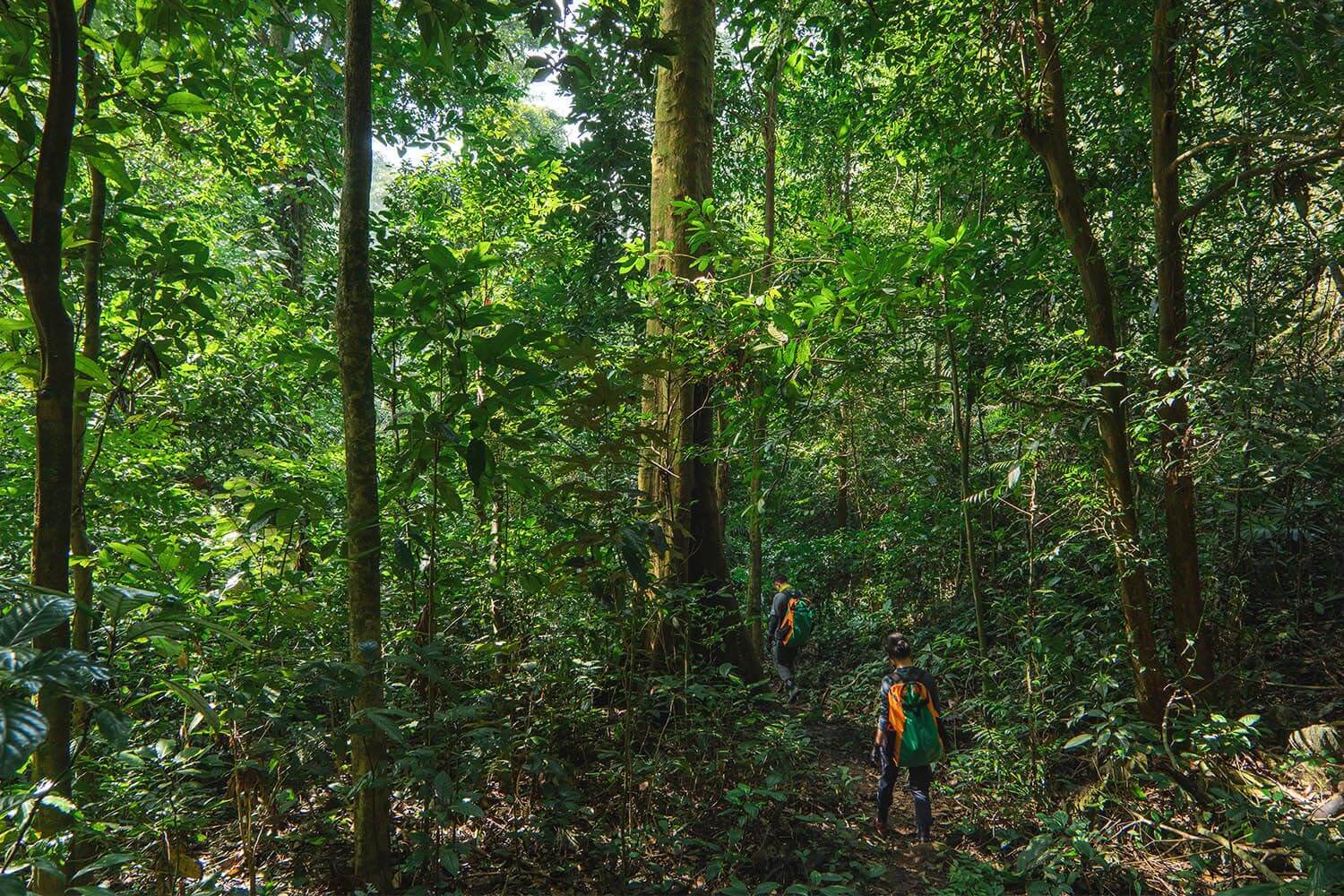 Trek under the canopy of ancient trees