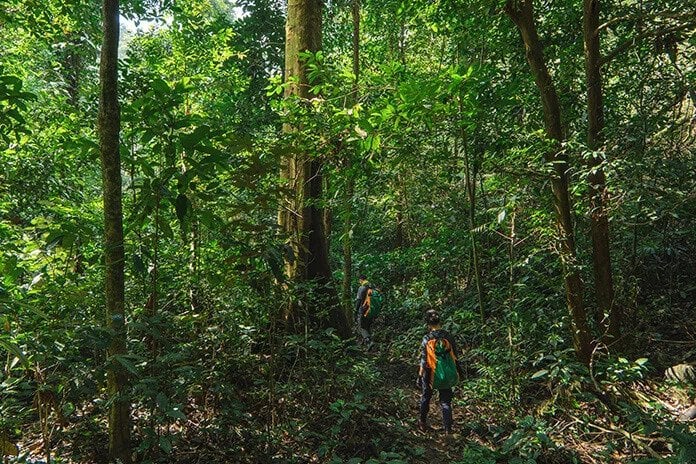 Trek under the canopy of ancient trees