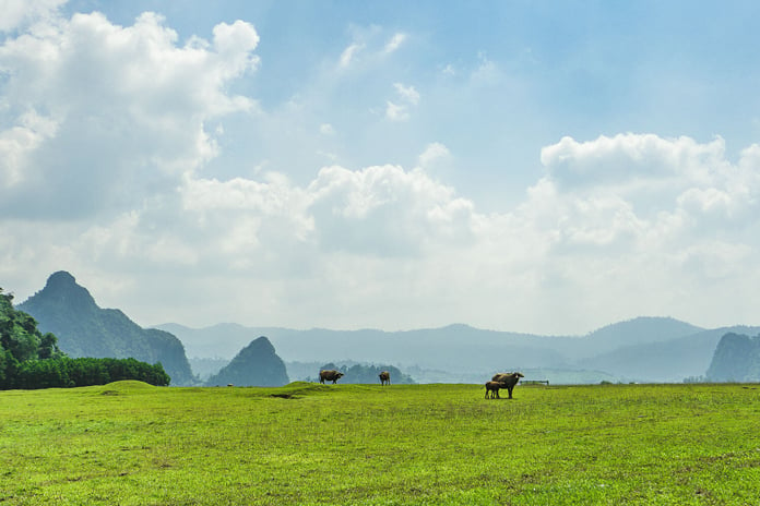 Khung cảnh đồng cỏ bình yên ở Tân Hoá.