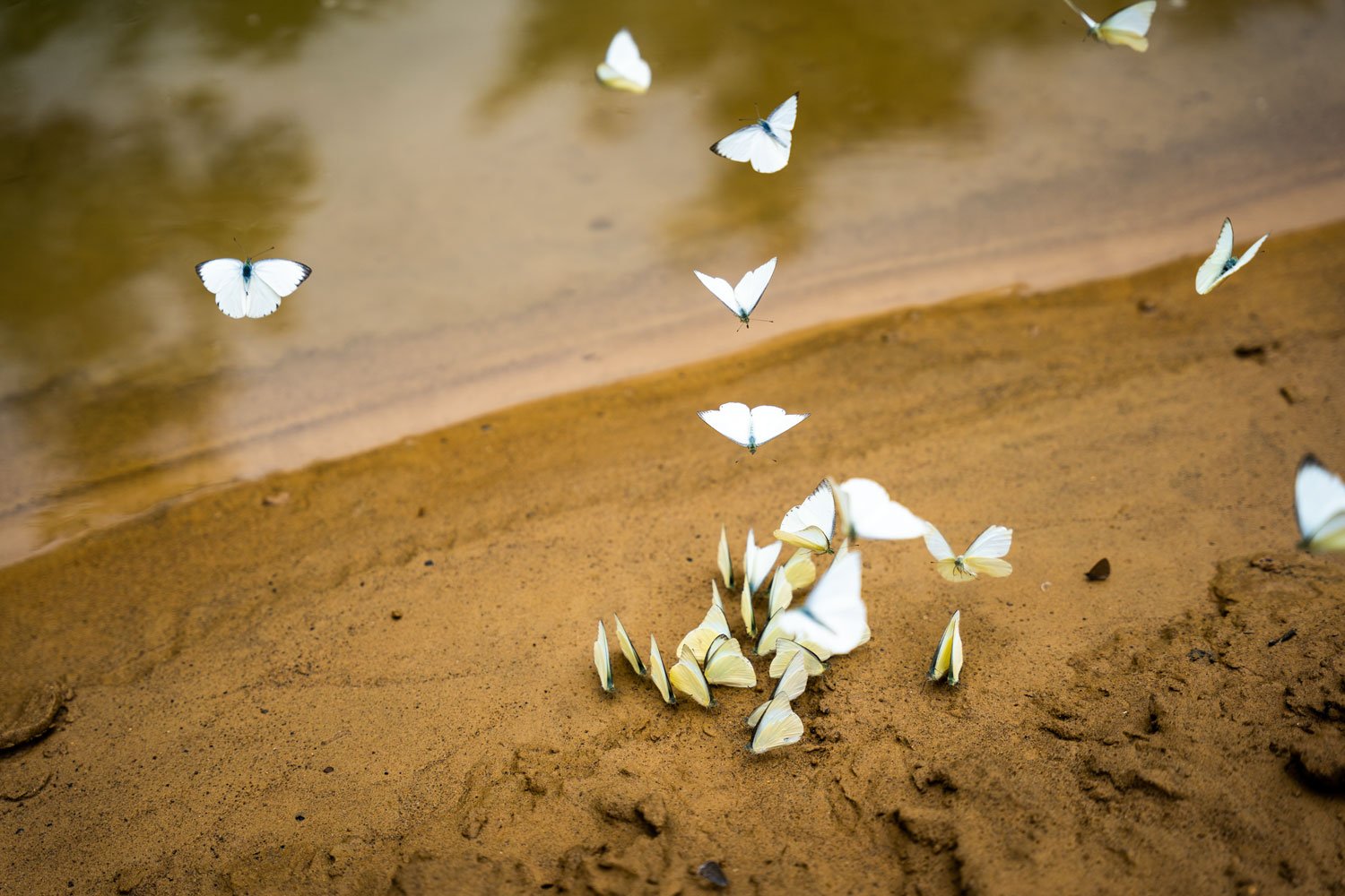 Vào tháng 4 và tháng 5, du  khách sẽ được ngắm khung cảnh bướm bay rợp trời khi tham gia các hành trình khám phá hệ thống hang động Tú Làn