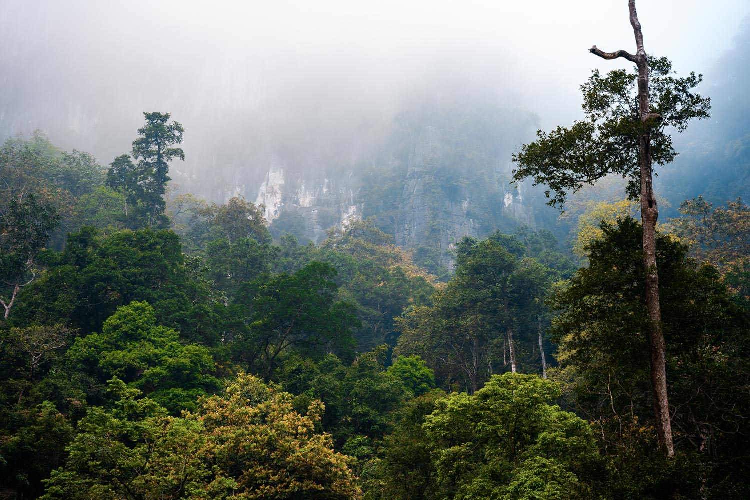 Khu rừng nguyên sinh rậm rạp với rất nhiều cây cổ thụ quý hiếm trong khu vực Hang Ba.