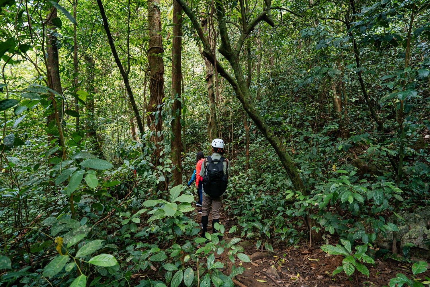 The entire trekking route to Hang Va Cave is covered with lush green trees, providing a cool and refreshing atmosphere.