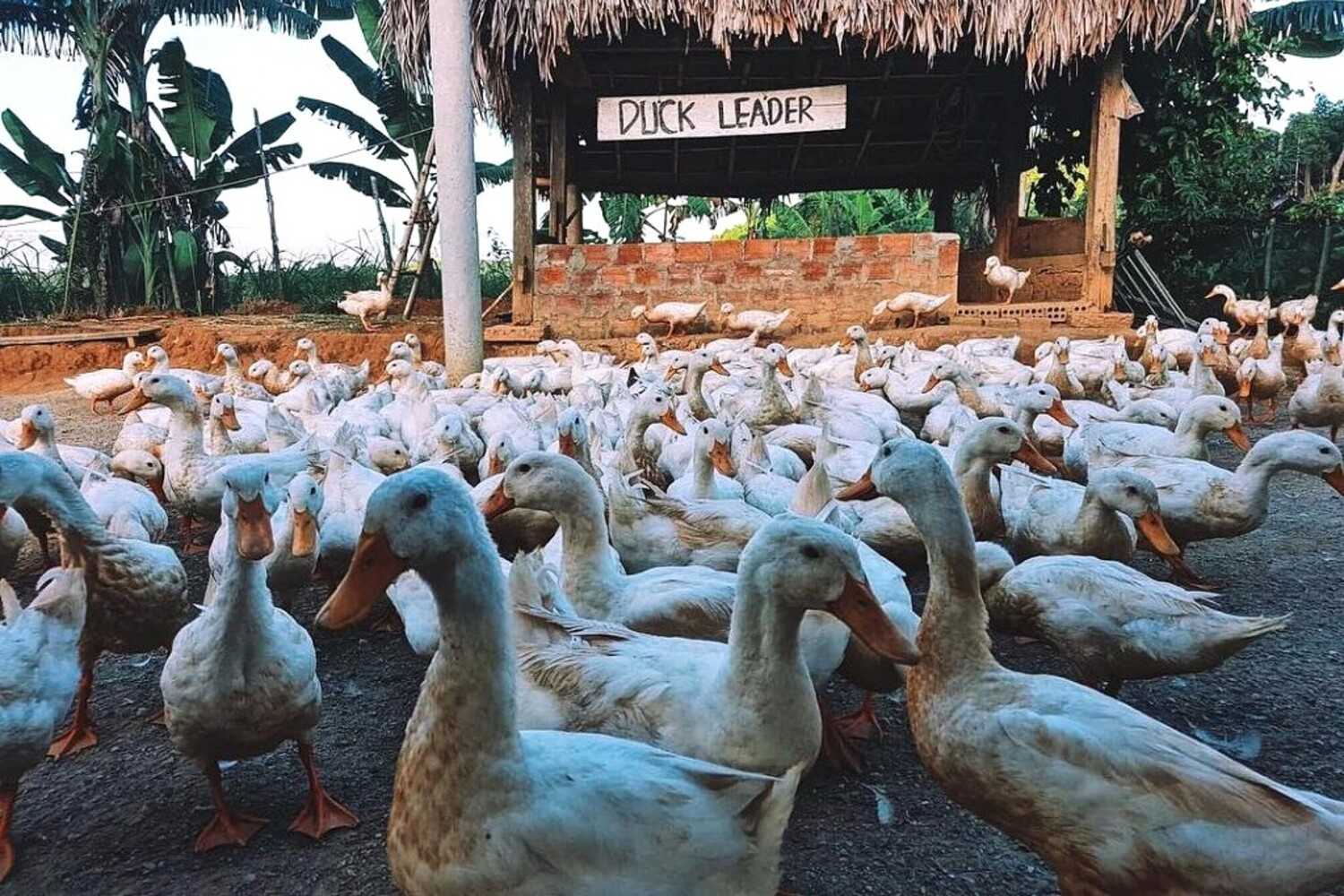 The Duck Stop Phong Nha: Trải nghiệm nông thôn với đàn vịt vui nhộn